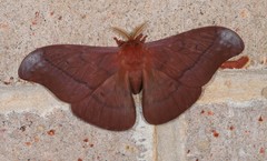 Neodiphthera excavus