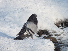 Columba livia domestica