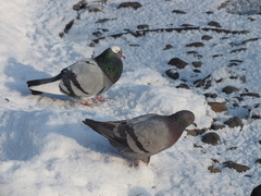 Columba livia domestica