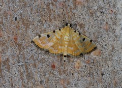 Notarcha polytimeta