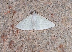 Oenochroma infantilis