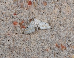 Parapoynx dentizonalis