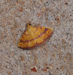 Raparna crocophara