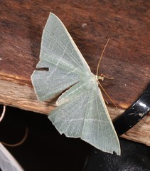 Thalassodes dorsilinea