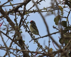 Pogoniulus pusillus
