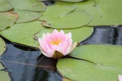 Nymphaea