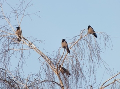 Corvus cornix