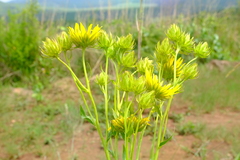 Berkheya coddii