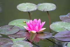 Nymphaea