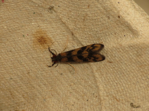 Grousewing Caddisfly