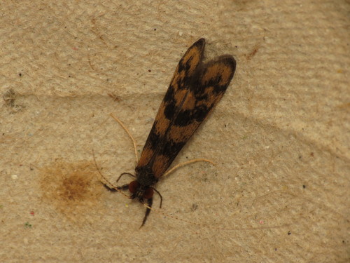 Grousewing Caddisfly