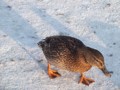 Anas platyrhynchos