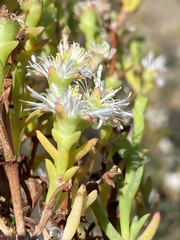 Mesembryanthemum junceum