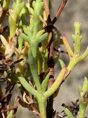 Mesembryanthemum junceum