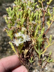 Mesembryanthemum junceum