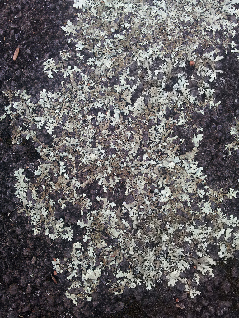 sexy pavement lichen