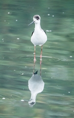 Himantopus himantopus