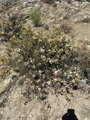 Mesembryanthemum junceum