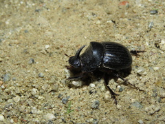 Copris hispanus hispanus