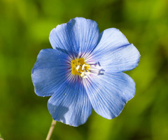 Linum perenne