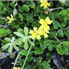 Goodenia hederacea alpestris