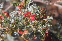 Dodonaea sinuolata acrodentata