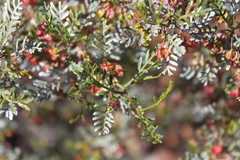Dodonaea sinuolata acrodentata
