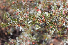 Dodonaea sinuolata acrodentata