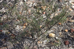 Eremophila gilesii