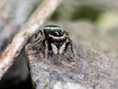 Attulus monstrabilis