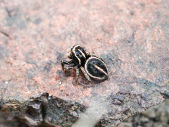 Attulus monstrabilis