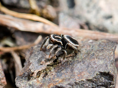 Attulus monstrabilis