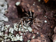 Attulus monstrabilis