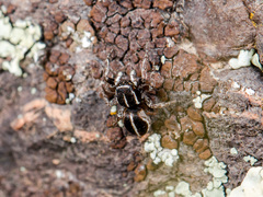 Attulus monstrabilis