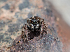 Attulus monstrabilis