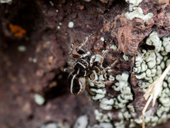 Attulus monstrabilis