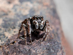 Attulus monstrabilis