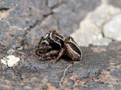 Attulus monstrabilis