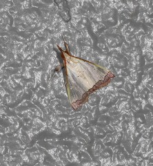 Autocharis hedyphaes