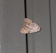 Barasa cymatistis