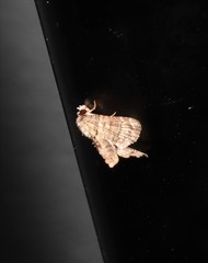 Chlumetia