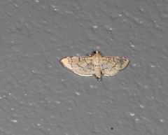 Cotachena hicana
