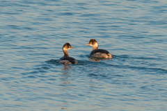 Podiceps nigricollis