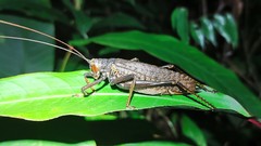 Schedocentrus
