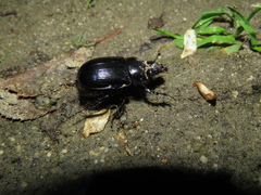 Ceratophyus hoffmannseggi