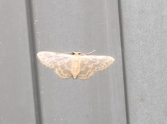 Idaea simplex