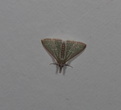 Myrmidonistis hoplora