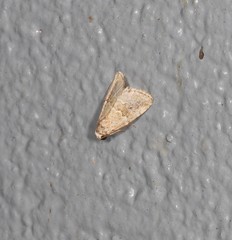 Narangodes