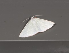 Oenochroma infantilis