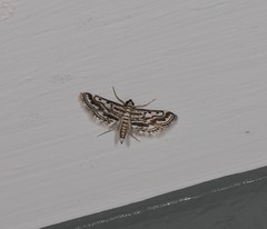 Parapoynx dentizonalis